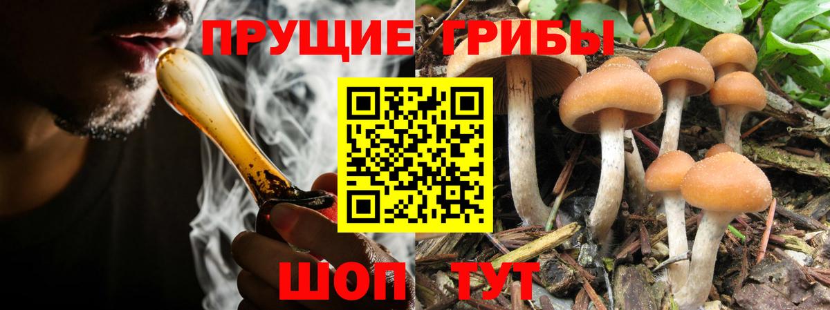 Псилоцибиновые грибы мицелий Морозовск
